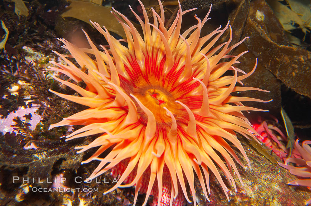 Fish-eating anemone., Urticina piscivora, natural history stock photograph, photo id 14941