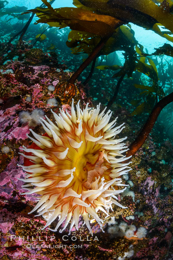 The Fish Eating Anemone Urticina piscivora, a large colorful anemone found on the rocky underwater reefs of Vancouver Island, British Columbia. Canada, Urticina piscivora, natural history stock photograph, photo id 34342