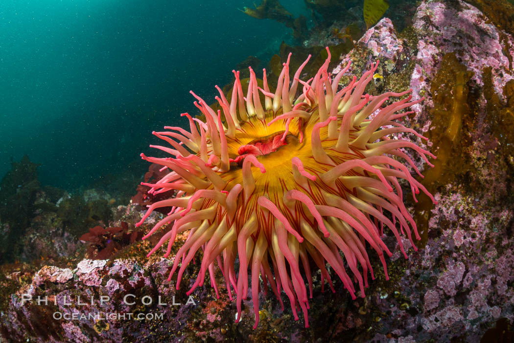 The Fish Eating Anemone Urticina piscivora, a large colorful anemone found on the rocky underwater reefs of Vancouver Island, British Columbia. Canada, Urticina piscivora, natural history stock photograph, photo id 34346