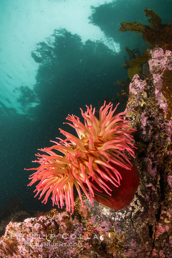 The Fish Eating Anemone Urticina piscivora, a large colorful anemone found on the rocky underwater reefs of Vancouver Island, British Columbia. Canada, Urticina piscivora, natural history stock photograph, photo id 34402
