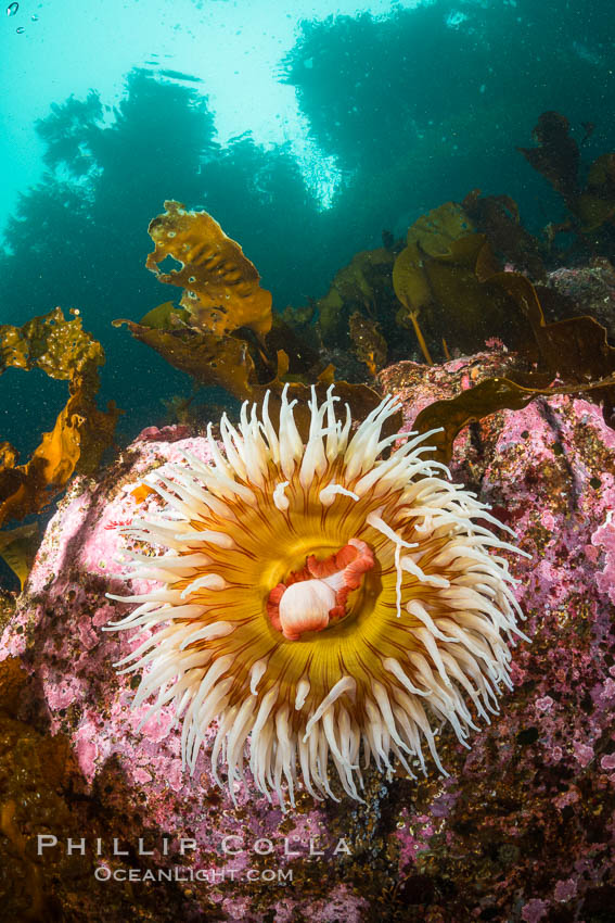 The Fish Eating Anemone Urticina piscivora, a large colorful anemone found on the rocky underwater reefs of Vancouver Island, British Columbia., Urticina piscivora, natural history stock photograph, photo id 34406