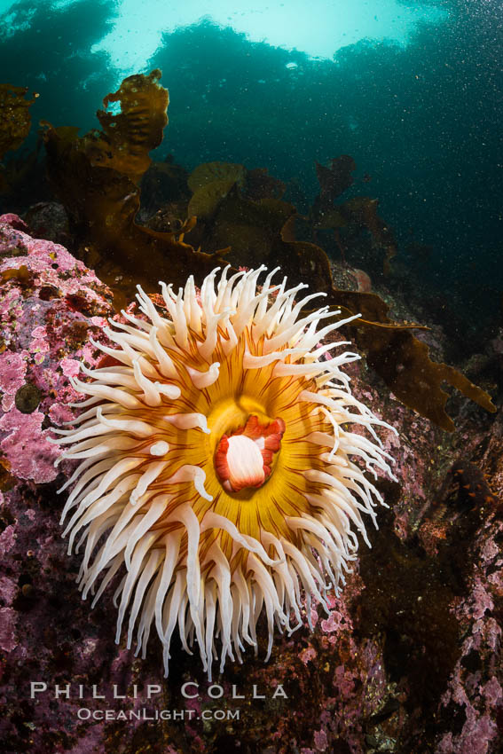The Fish Eating Anemone Urticina piscivora, a large colorful anemone found on the rocky underwater reefs of Vancouver Island, British Columbia., Urticina piscivora, natural history stock photograph, photo id 34404