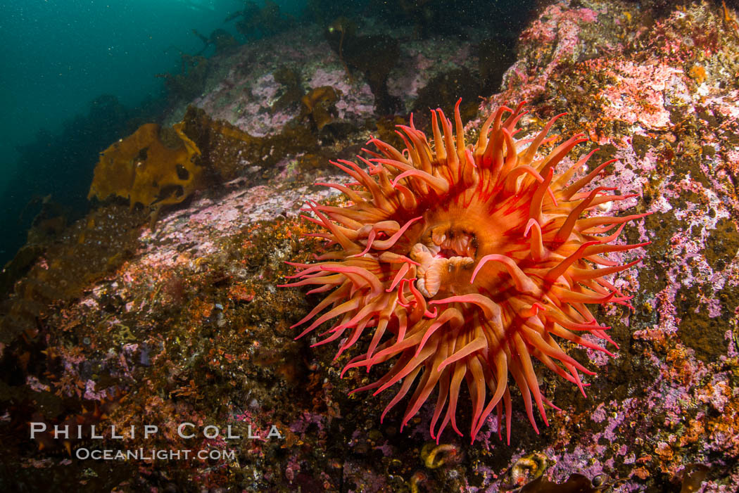 The Fish Eating Anemone Urticina piscivora, a large colorful anemone found on the rocky underwater reefs of Vancouver Island, British Columbia., Urticina piscivora, natural history stock photograph, photo id 34408