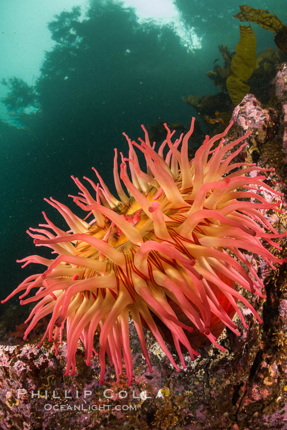 The Fish Eating Anemone Urticina piscivora, a large colorful anemone found on the rocky underwater reefs of Vancouver Island, British Columbia., Urticina piscivora, natural history stock photograph, photo id 34403