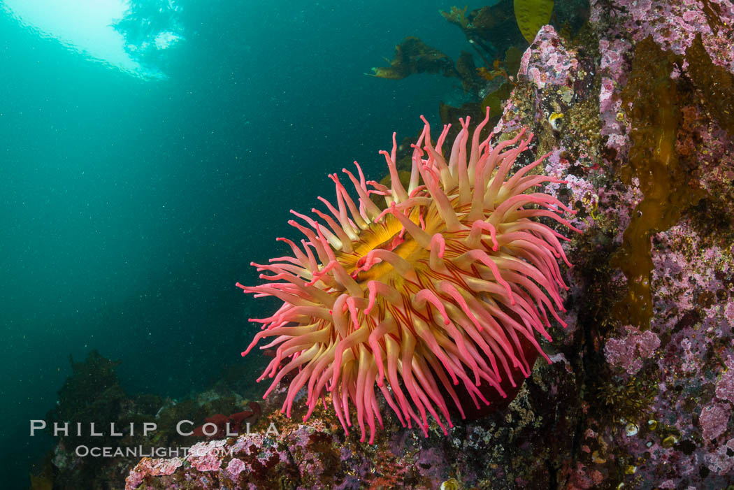 The Fish Eating Anemone Urticina piscivora, a large colorful anemone found on the rocky underwater reefs of Vancouver Island, British Columbia. Canada, Urticina piscivora, natural history stock photograph, photo id 34407
