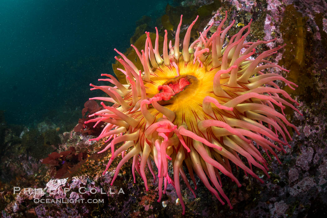 The Fish Eating Anemone Urticina piscivora, a large colorful anemone found on the rocky underwater reefs of Vancouver Island, British Columbia. Canada, Urticina piscivora, natural history stock photograph, photo id 34337