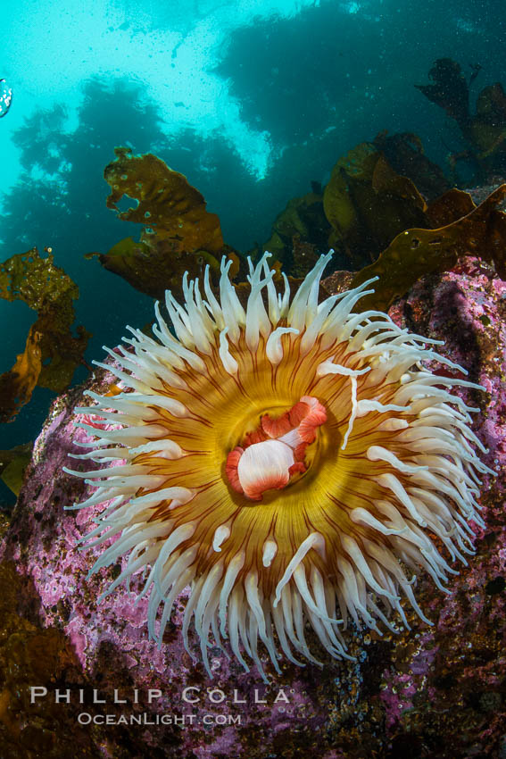 The Fish Eating Anemone Urticina piscivora, a large colorful anemone found on the rocky underwater reefs of Vancouver Island, British Columbia. Canada, Urticina piscivora, natural history stock photograph, photo id 34405