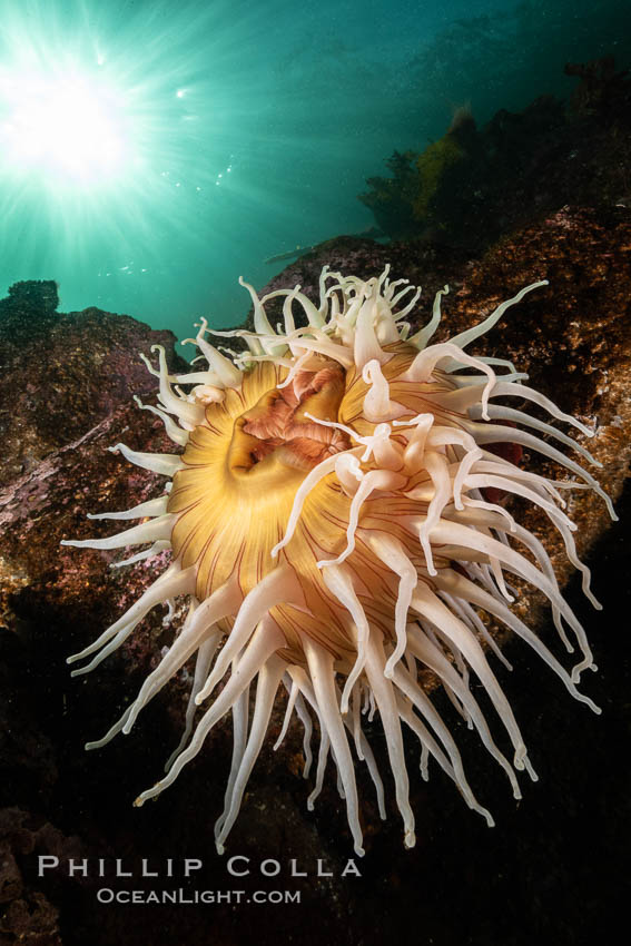 The Fish Eating Anemone Urticina piscivora, a large colorful anemone found on the rocky underwater reefs of Vancouver Island, British Columbia. Canada, Urticina piscivora, natural history stock photograph, photo id 35274