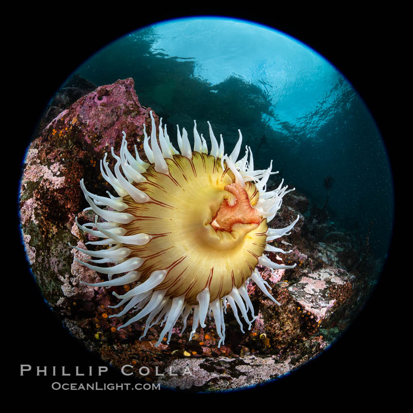 Image 35282, The Fish Eating Anemone Urticina piscivora, a large colorful anemone found on the rocky underwater reefs of Vancouver Island, British Columbia. Canada, Urticina piscivora, Phillip Colla, all rights reserved worldwide.   Keywords: anemone:british columbia:browning pass:canada:circle:circular fisheye:cnidaria:cnidarian:fish eating anemone:fisheye:invertebrate:marine:marine invertebrate:pacific:pacific northwest:pacific ocean:queen charlotte straight:rose sea anemone:underwater:urticina piscivora:vancouver island.