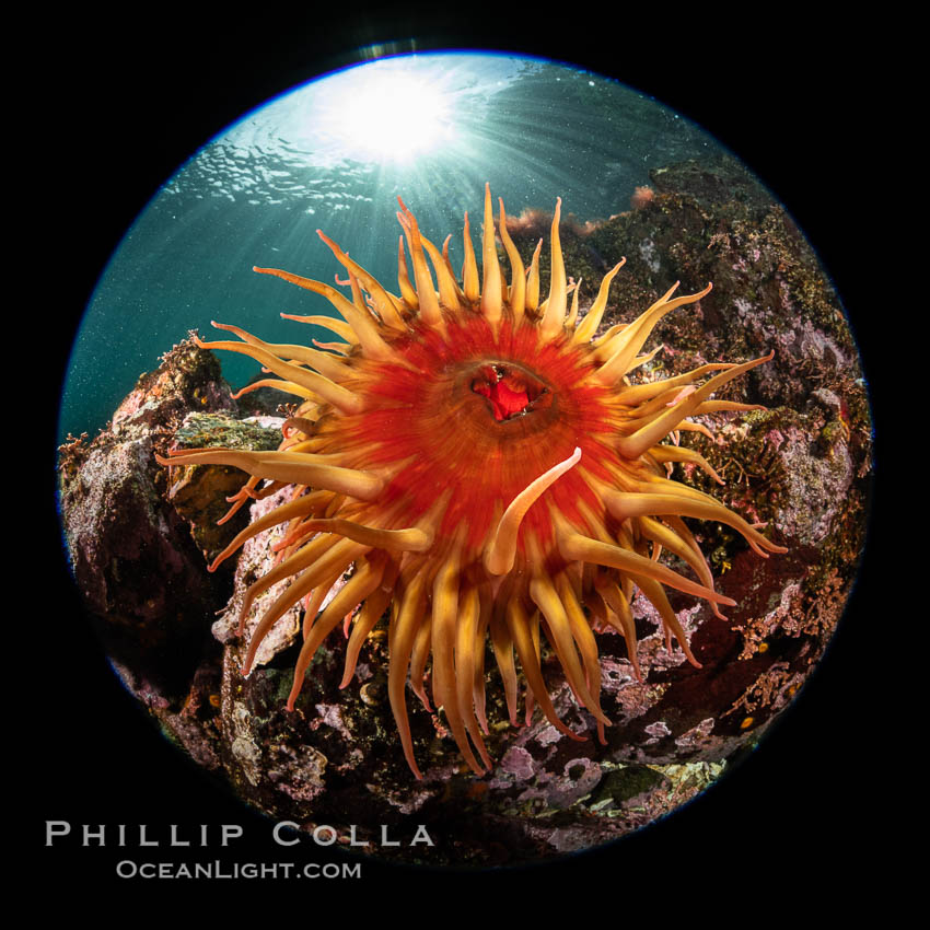 The Fish Eating Anemone Urticina piscivora, a large colorful anemone found on the rocky underwater reefs of Vancouver Island, British Columbia. Canada, Urticina piscivora, natural history stock photograph, photo id 35338