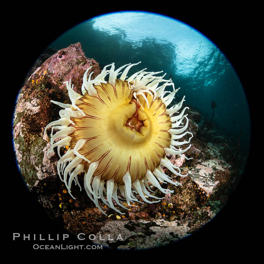 The Fish Eating Anemone Urticina piscivora, a large colorful anemone found on the rocky underwater reefs of Vancouver Island, British Columbia. Canada, Urticina piscivora, natural history stock photograph, photo id 35402