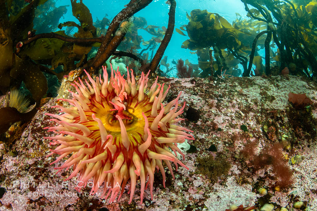 The Fish Eating Anemone Urticina piscivora, a large colorful anemone found on the rocky underwater reefs of Vancouver Island, British Columbia., Urticina piscivora, natural history stock photograph, photo id 35414