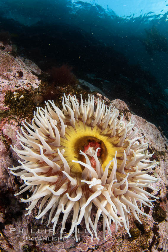 The Fish Eating Anemone Urticina piscivora, a large colorful anemone found on the rocky underwater reefs of Vancouver Island, British Columbia. Canada, Urticina piscivora, natural history stock photograph, photo id 35454