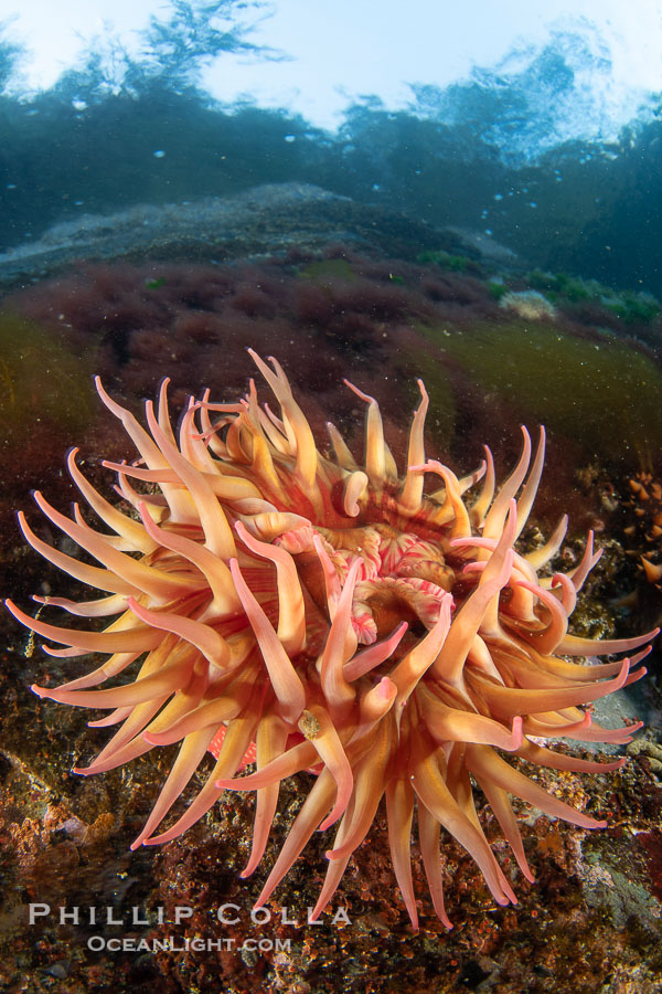 The Fish Eating Anemone Urticina piscivora, a large colorful anemone found on the rocky underwater reefs of Vancouver Island, British Columbia., Urticina piscivora, natural history stock photograph, photo id 35458