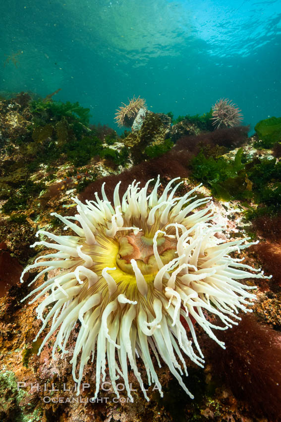 The Fish Eating Anemone Urticina piscivora, a large colorful anemone found on the rocky underwater reefs of Vancouver Island, British Columbia. Canada, Urticina piscivora, natural history stock photograph, photo id 35466