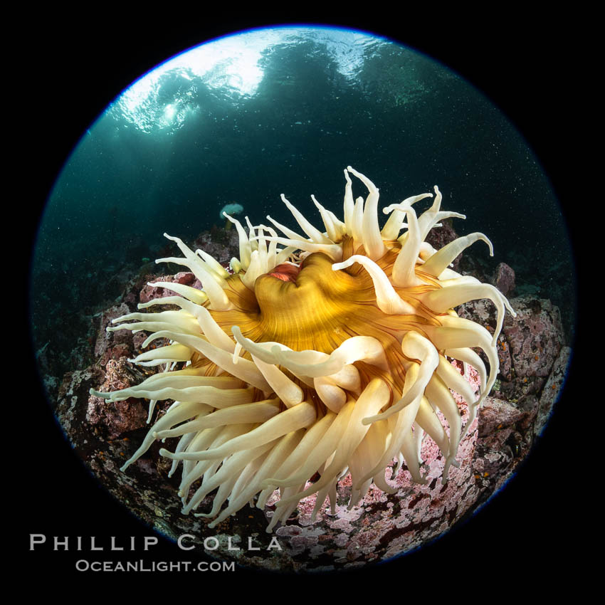 The Fish Eating Anemone Urticina piscivora, a large colorful anemone found on the rocky underwater reefs of Vancouver Island, British Columbia. Canada, Urticina piscivora, natural history stock photograph, photo id 35510