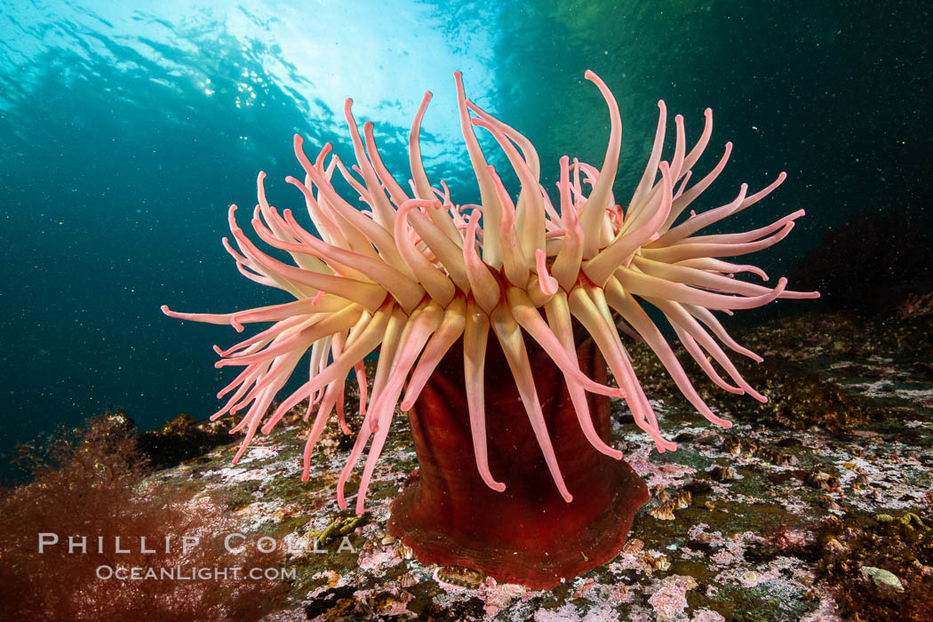 The Fish Eating Anemone Urticina piscivora, a large colorful anemone found on the rocky underwater reefs of Vancouver Island, British Columbia, Urticina piscivora