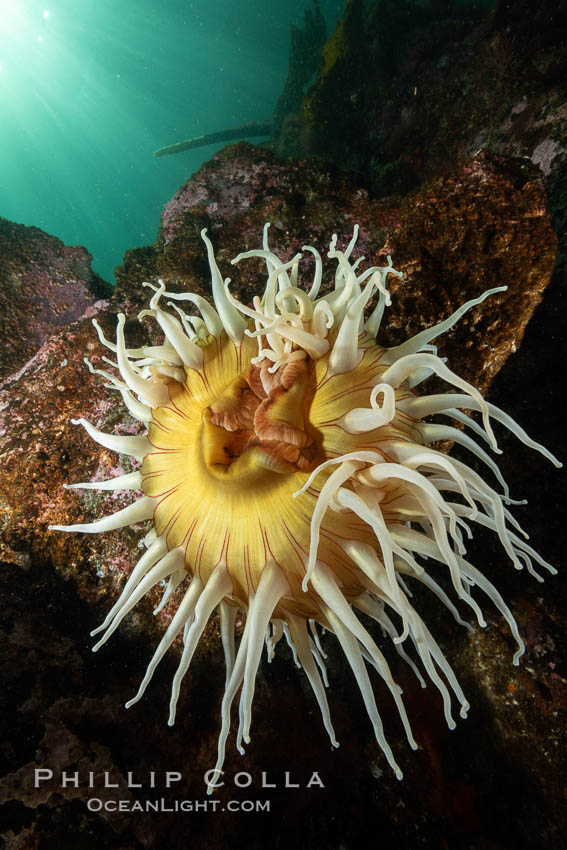 The Fish Eating Anemone Urticina piscivora, a large colorful anemone found on the rocky underwater reefs of Vancouver Island, British Columbia. Canada, Urticina piscivora, natural history stock photograph, photo id 35464