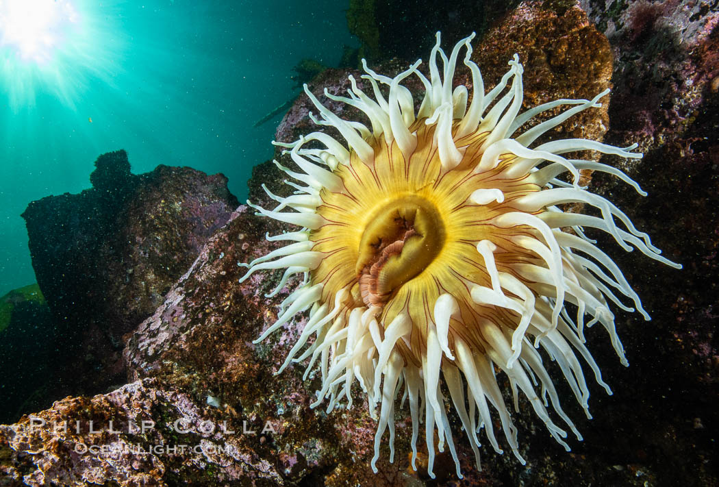 The Fish Eating Anemone Urticina piscivora, a large colorful anemone found on the rocky underwater reefs of Vancouver Island, British Columbia. Canada, Urticina piscivora, natural history stock photograph, photo id 35468