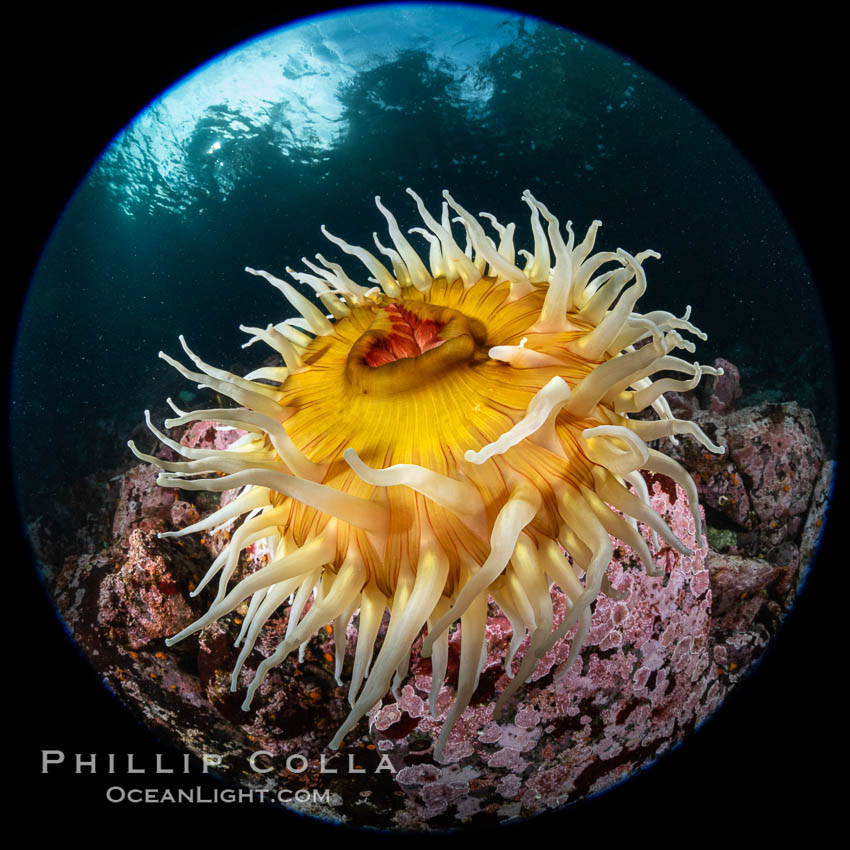 The Fish Eating Anemone Urticina piscivora, a large colorful anemone found on the rocky underwater reefs of Vancouver Island, British Columbia. Canada, Urticina piscivora, natural history stock photograph, photo id 35255