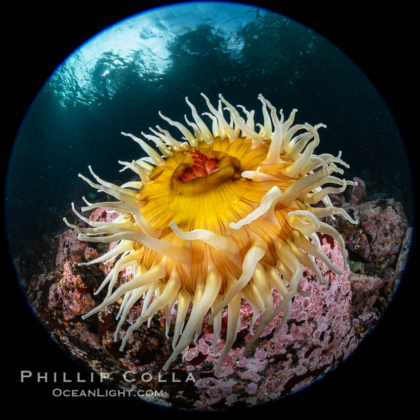 The Fish Eating Anemone Urticina piscivora, a large colorful anemone found on the rocky underwater reefs of Vancouver Island, British Columbia, Urticina piscivora