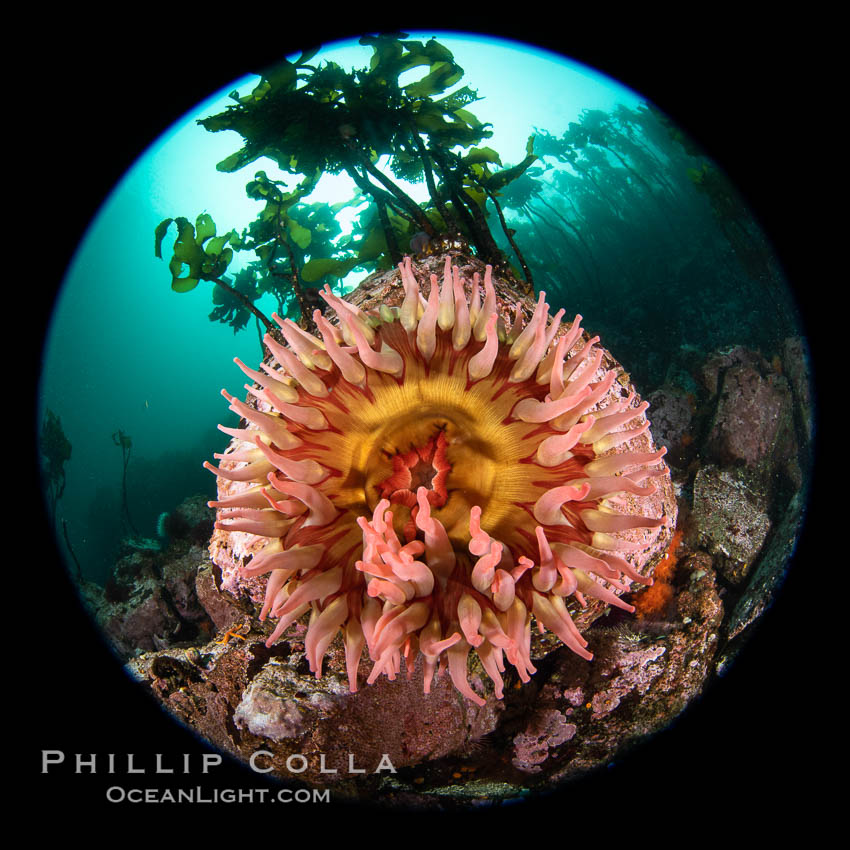 The Fish Eating Anemone Urticina piscivora, a large colorful anemone found on the rocky underwater reefs of Vancouver Island, British Columbia. Canada, Urticina piscivora, natural history stock photograph, photo id 35359