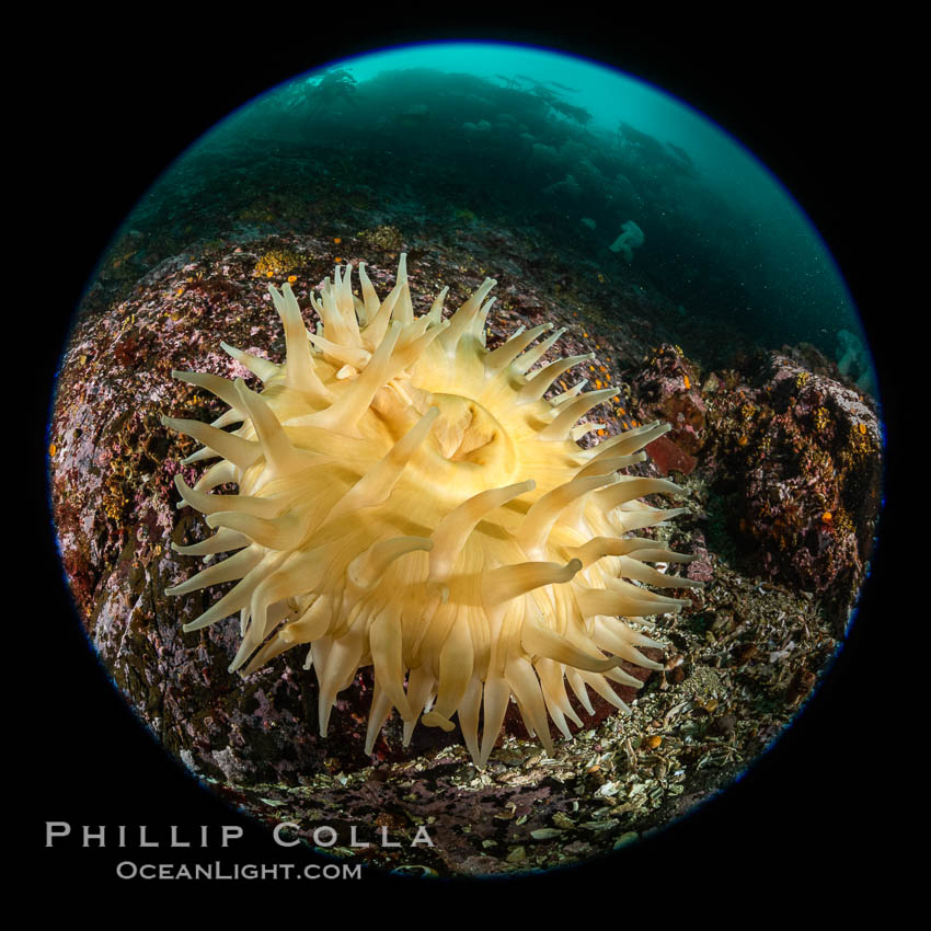 The Fish Eating Anemone Urticina piscivora, a large colorful anemone found on the rocky underwater reefs of Vancouver Island, British Columbia. Canada, Urticina piscivora, natural history stock photograph, photo id 35407