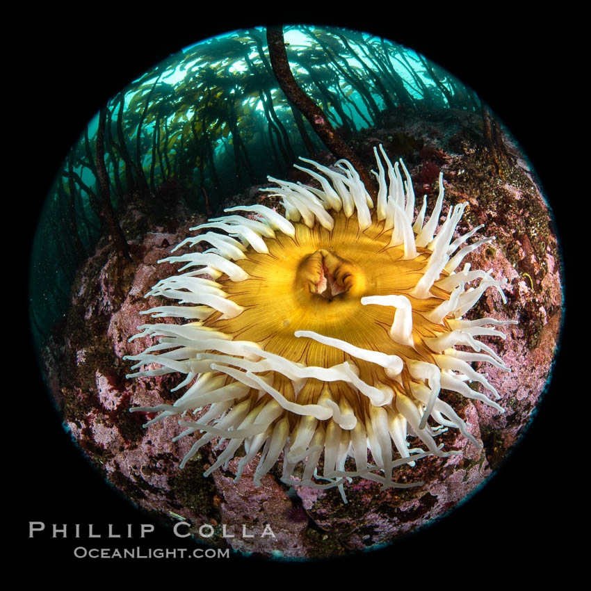 The Fish Eating Anemone Urticina piscivora, a large colorful anemone found on the rocky underwater reefs of Vancouver Island, British Columbia. Canada, Urticina piscivora, natural history stock photograph, photo id 35427