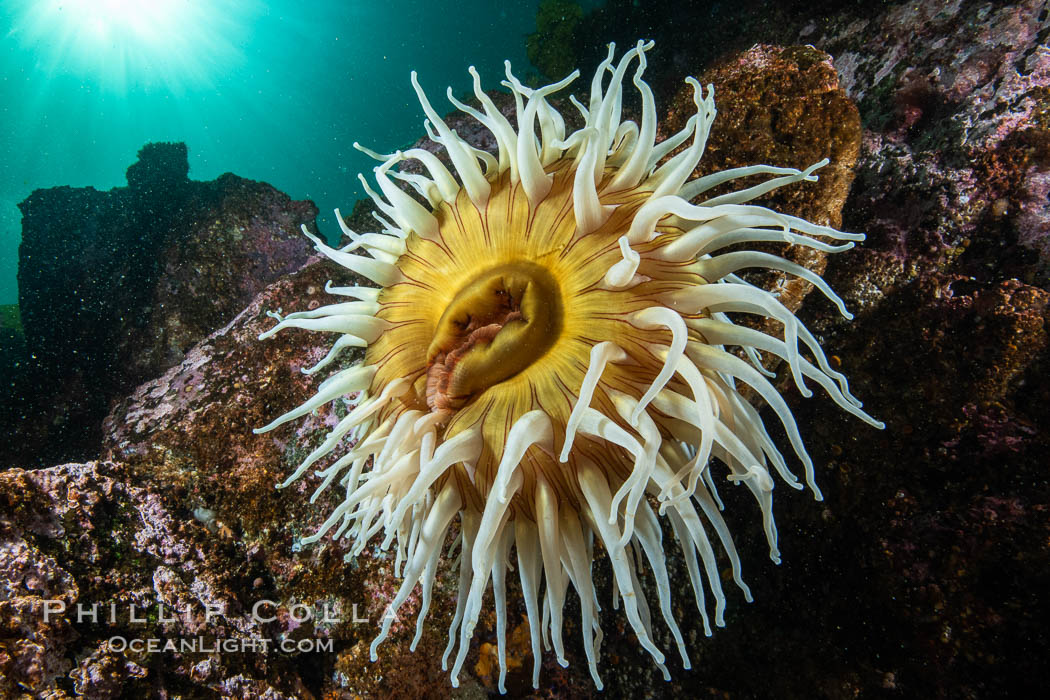 The Fish Eating Anemone Urticina piscivora, a large colorful anemone found on the rocky underwater reefs of Vancouver Island, British Columbia. Canada, Urticina piscivora, natural history stock photograph, photo id 35467