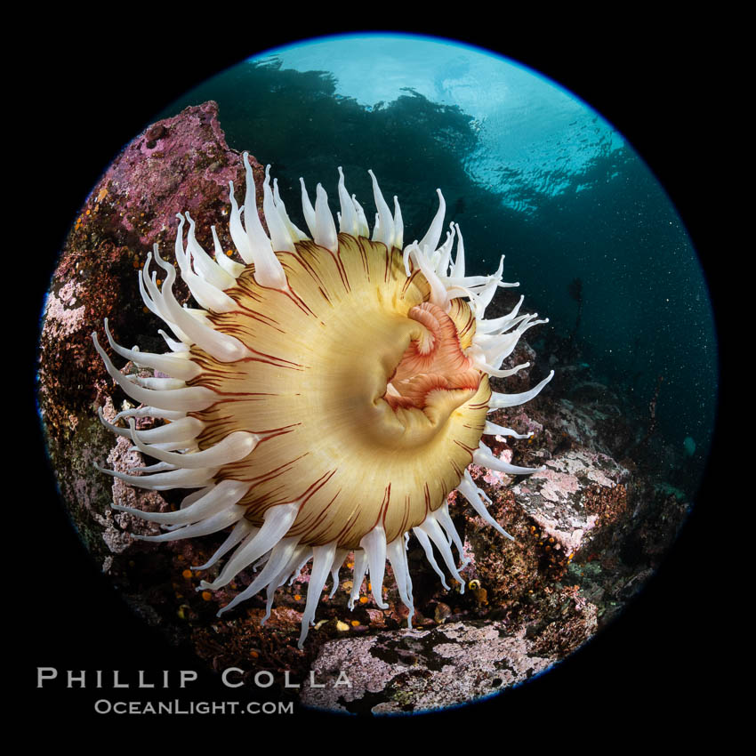 The Fish Eating Anemone Urticina piscivora, a large colorful anemone found on the rocky underwater reefs of Vancouver Island, British Columbia. Canada, Urticina piscivora, natural history stock photograph, photo id 35511