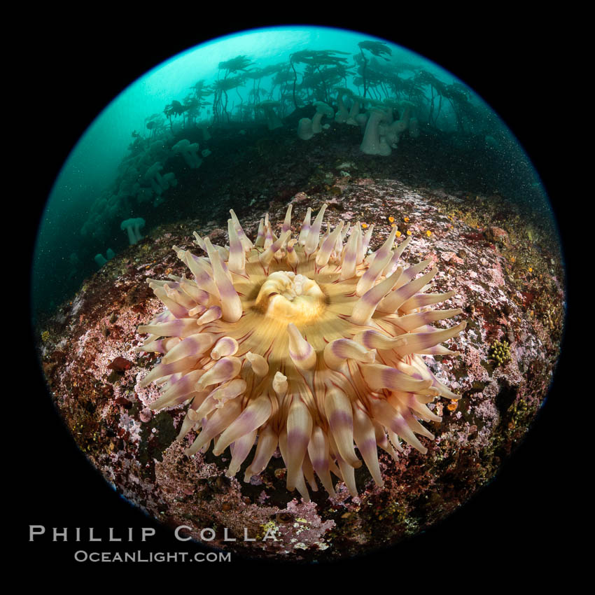 The Fish Eating Anemone Urticina piscivora, a large colorful anemone found on the rocky underwater reefs of Vancouver Island, British Columbia. Canada, Urticina piscivora, natural history stock photograph, photo id 35515