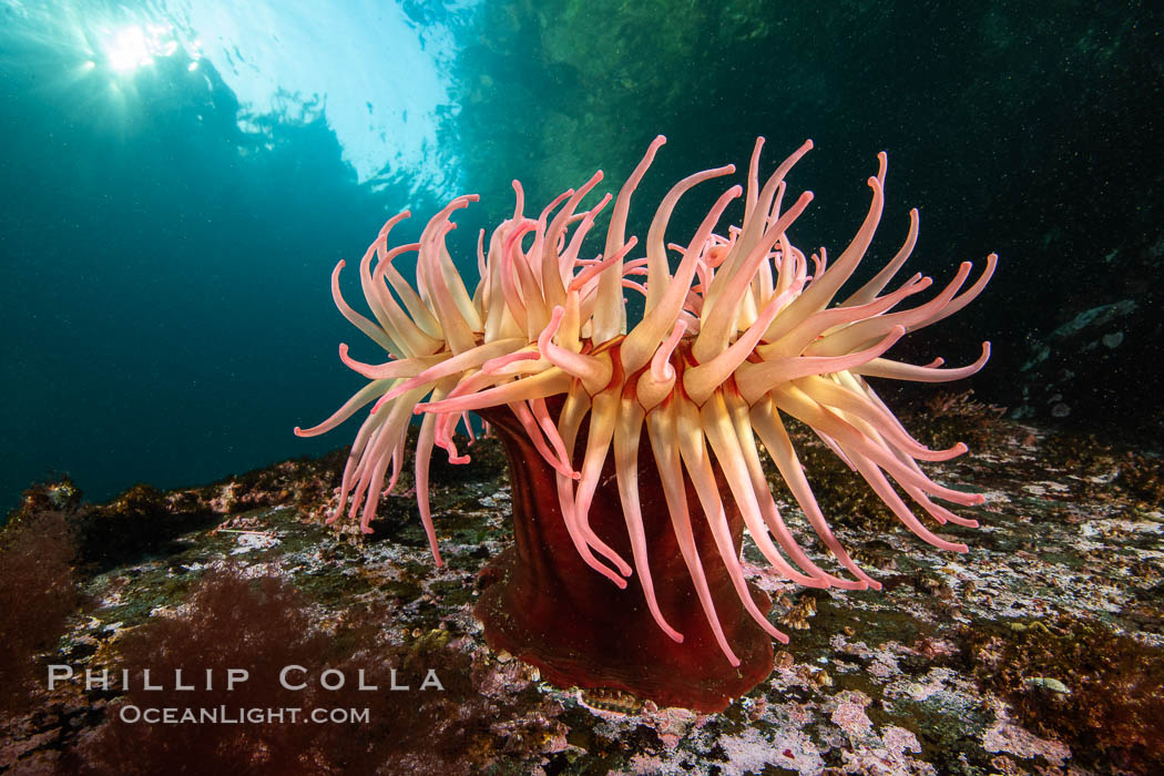 The Fish Eating Anemone Urticina piscivora, a large colorful anemone found on the rocky underwater reefs of Vancouver Island, British Columbia. Canada, Urticina piscivora, natural history stock photograph, photo id 35273