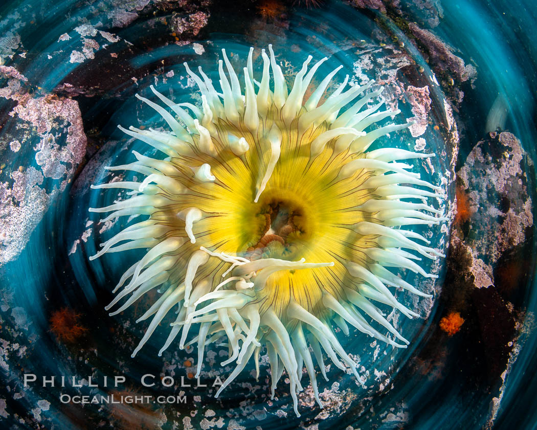The Fish Eating Anemone Urticina piscivora, a large colorful anemone found on the rocky underwater reefs of Vancouver Island, British Columbia. Canada, Urticina piscivora, natural history stock photograph, photo id 35321