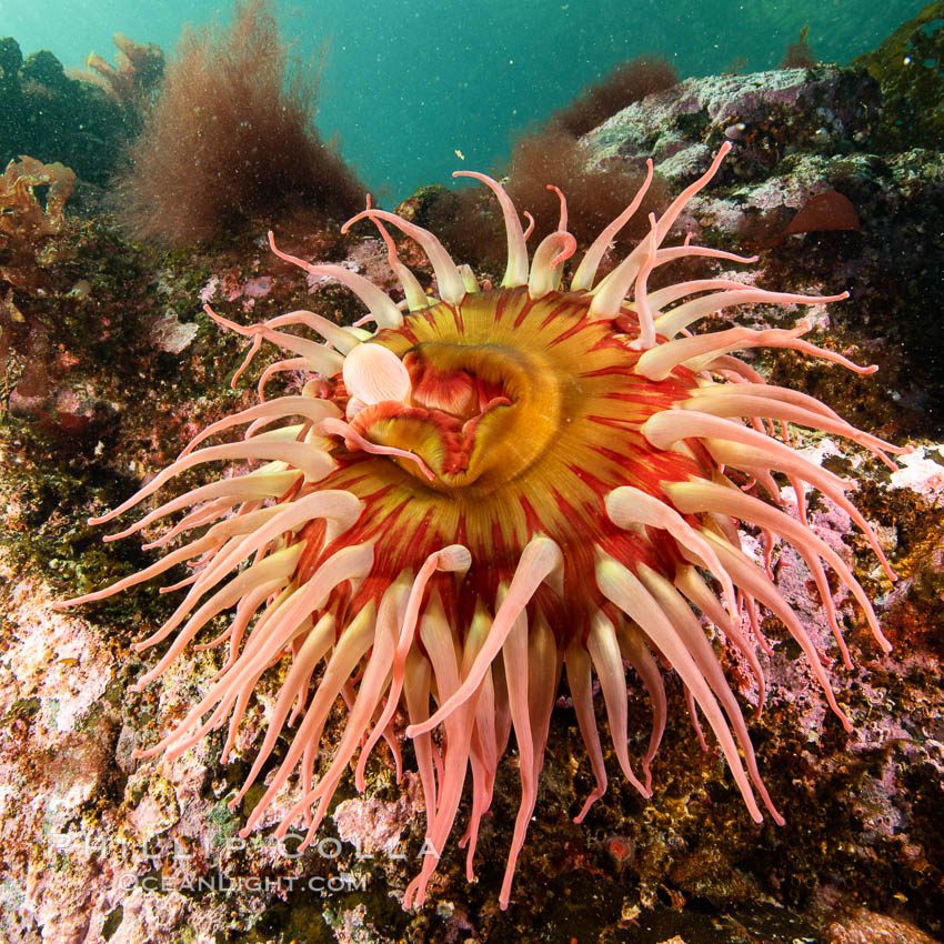 The Fish Eating Anemone Urticina piscivora, a large colorful anemone found on the rocky underwater reefs of Vancouver Island, British Columbia. Canada, Urticina piscivora, natural history stock photograph, photo id 35465