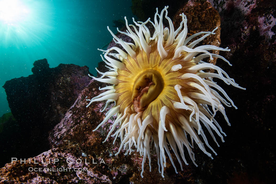 The Fish Eating Anemone Urticina piscivora, a large colorful anemone found on the rocky underwater reefs of Vancouver Island, British Columbia. Canada, Urticina piscivora, natural history stock photograph, photo id 35469