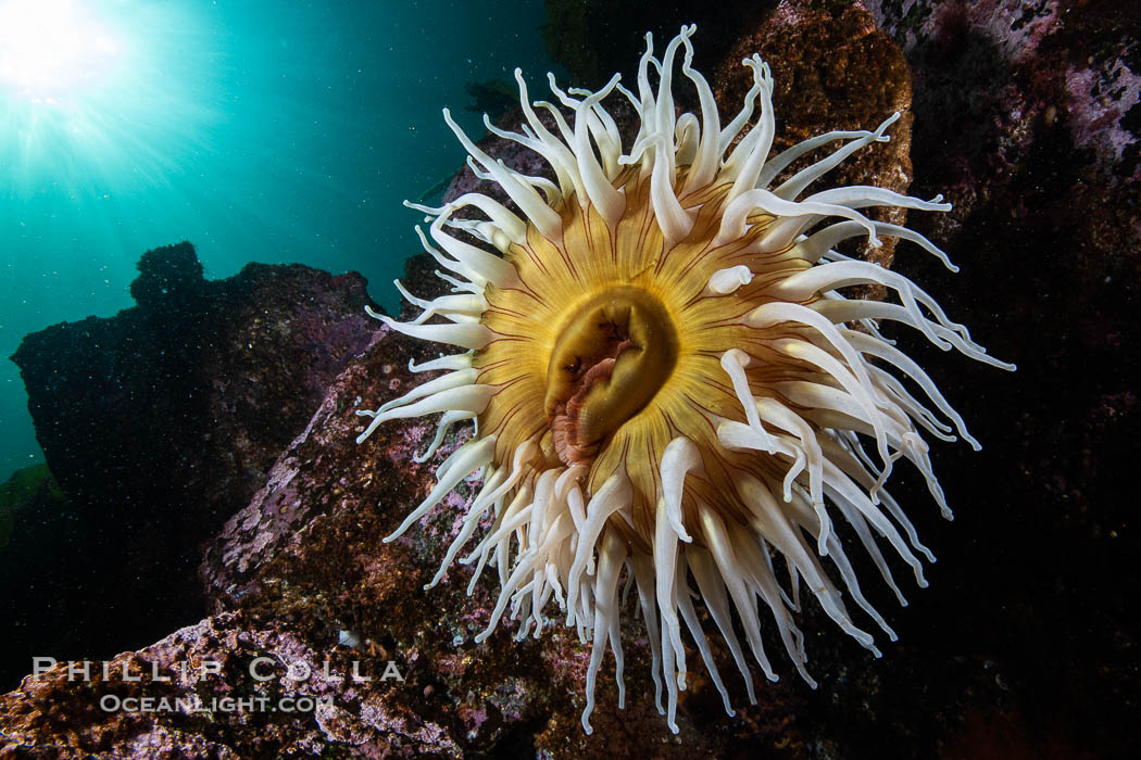 The Fish Eating Anemone Urticina piscivora, a large colorful anemone found on the rocky underwater reefs of Vancouver Island, British Columbia., Urticina piscivora, natural history stock photograph, photo id 35469
