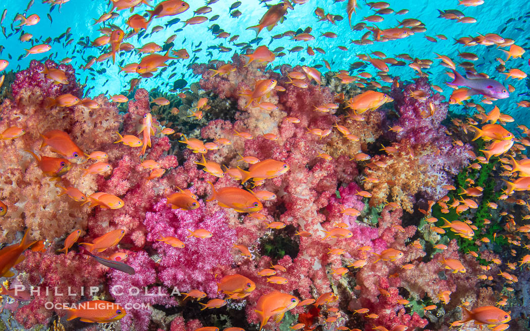 Fish explosion and soft corals on tropical reef in Fiji., natural history stock photograph, photo id 41430