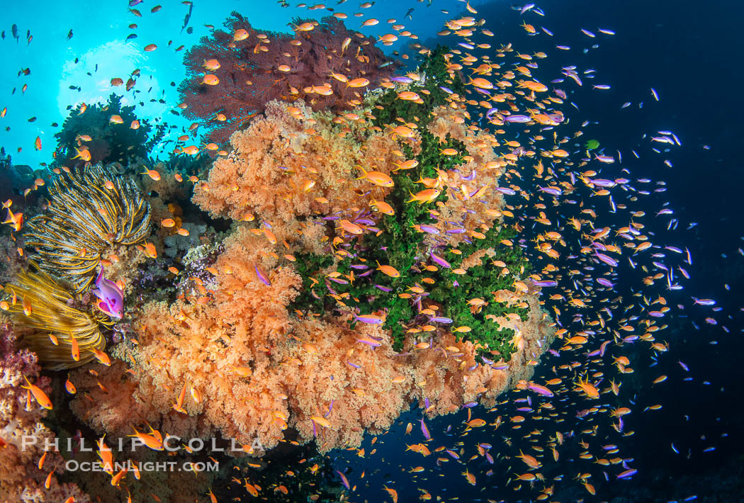 Fish explosion and soft corals on tropical reef in Fiji., natural history stock photograph, photo id 41434