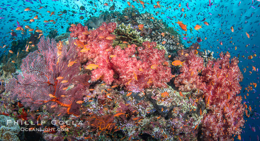 Fish explosion and soft corals on tropical reef in Fiji., natural history stock photograph, photo id 41432