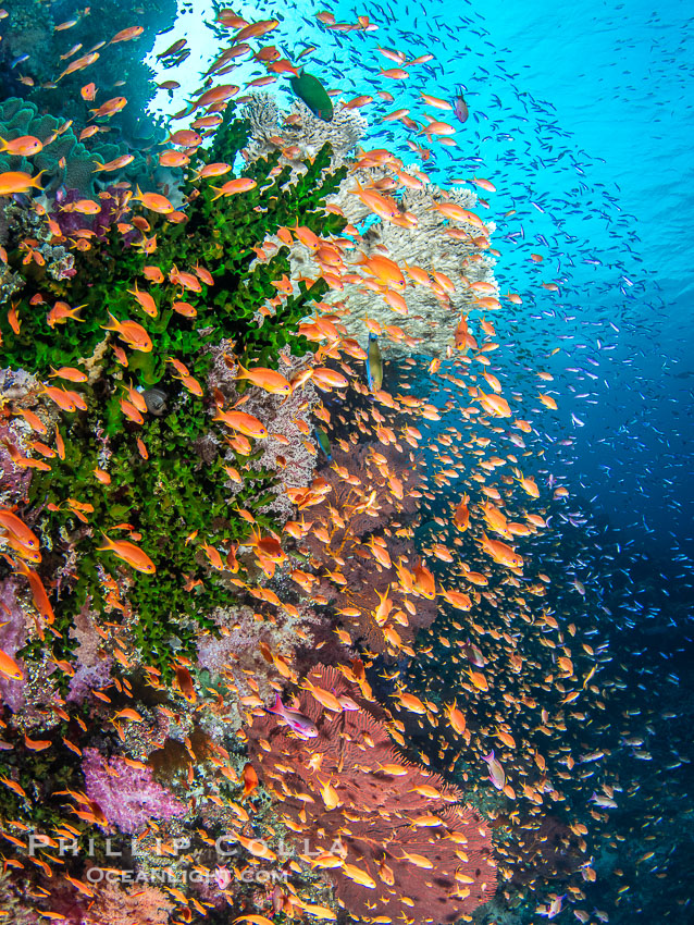 Fish explosion and soft corals on tropical reef in Fiji., natural history stock photograph, photo id 41427