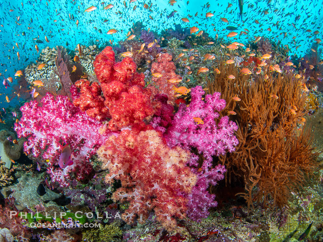 Fish explosion and soft corals on tropical reef in Fiji., natural history stock photograph, photo id 41431