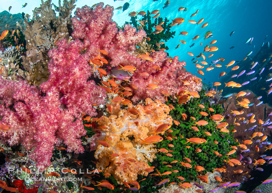 Fish explosion and soft corals on tropical reef in Fiji., natural history stock photograph, photo id 41429