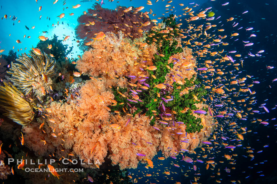Spectacularly colorful coral reef, with swarms of anthias fishes and soft corals, Fiji. Vatu I Ra Passage, Bligh Waters, Viti Levu Island, Dendronephthya, Tubastrea micrantha, Pseudanthias, natural history stock photograph, photo id 41029
