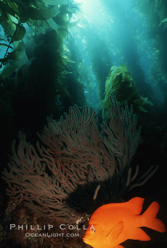 Garibaldi. San Clemente Island, California, USA, Hypsypops rubicundus, natural history stock photograph, photo id 05076