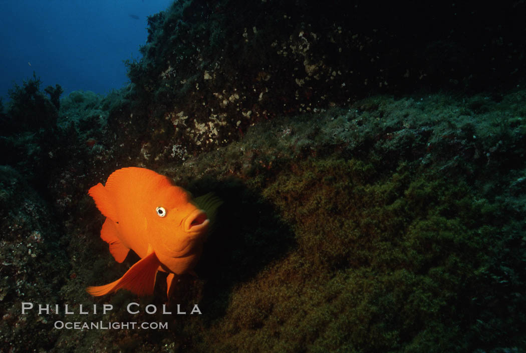 Garibaldi and egg clutch. San Clemente Island, California, USA, Hypsypops rubicundus, natural history stock photograph, photo id 05080