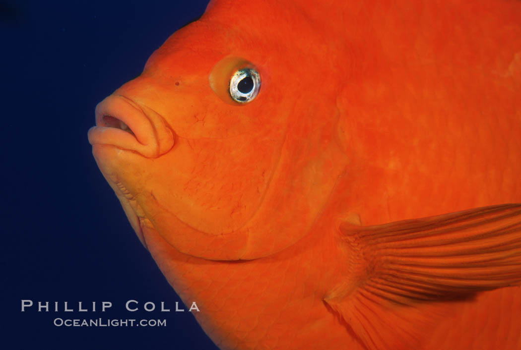 Garibaldi. San Clemente Island, California, USA, Hypsypops rubicundus, natural history stock photograph, photo id 05088