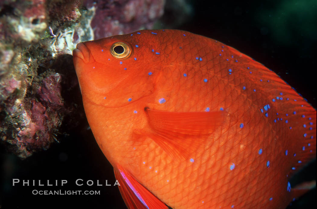 Garibaldi, juvenile. San Clemente Island, California, USA, Hypsypops rubicundus, natural history stock photograph, photo id 05071