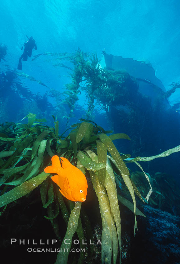 Garibaldi. San Clemente Island, California, USA, Hypsypops rubicundus, natural history stock photograph, photo id 05075