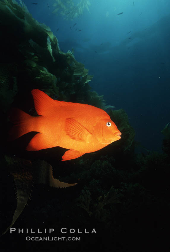 Garibaldi. San Clemente Island, California, USA, Hypsypops rubicundus, natural history stock photograph, photo id 05083