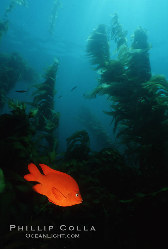 Garibaldi, kelp forest. San Clemente Island, California, USA, Hypsypops rubicundus, natural history stock photograph, photo id 05091